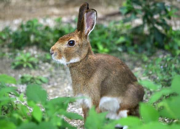 動物図鑑・ニホンノウサギ